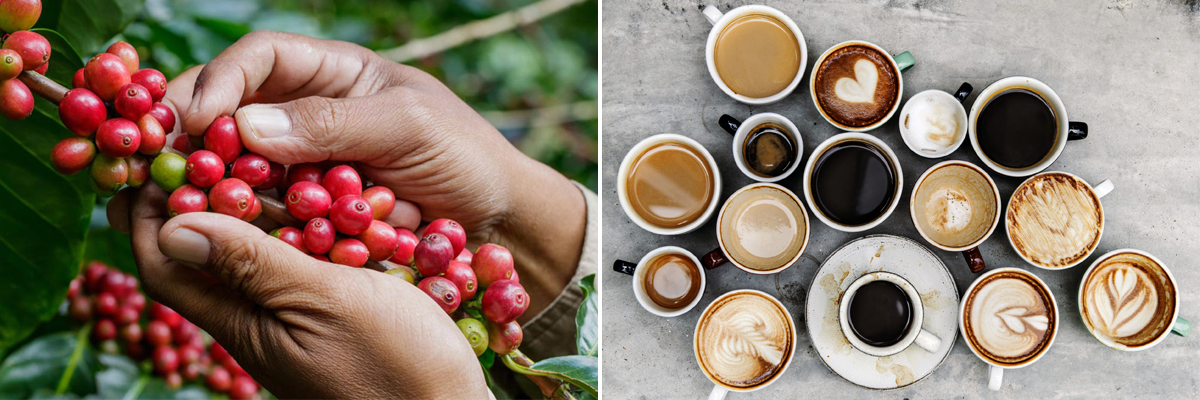плоды кофейного дерева и разнообразие кофейных напитков